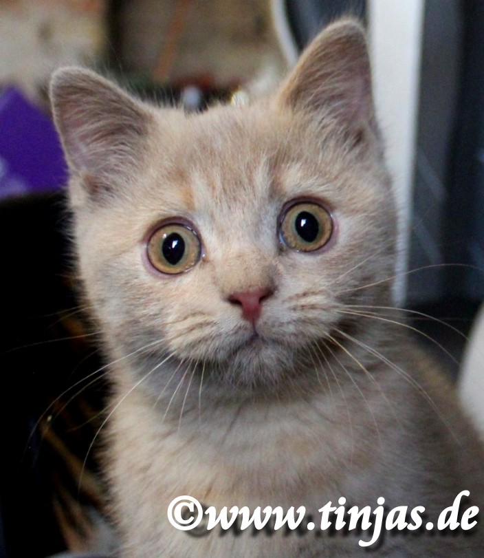 Britisch Kurzhaar Katzenbaby fawn tortie